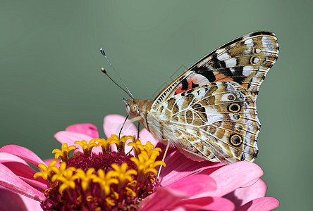 花上蝴蝶花园动物群环境紫色翅膀粉色绿色昆虫小姐植物群图片