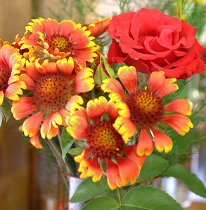 红玫瑰 花朵鲜花橙子叶子园艺美丽花束黄色玫瑰绿色红色花瓣图片