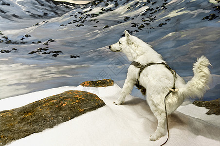北极野狼毛皮哺乳动物岩石耳朵水平雪橇男性蓝色尾巴狼疮背景图片