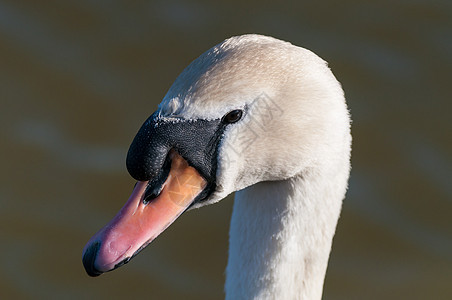 池塘上的静音天鹅Cygnus Olor野生动物水鸟白色鸟类图片