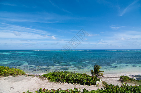 蓝天加勒比海海滩植物天空海洋地平线海岸蓝色图片