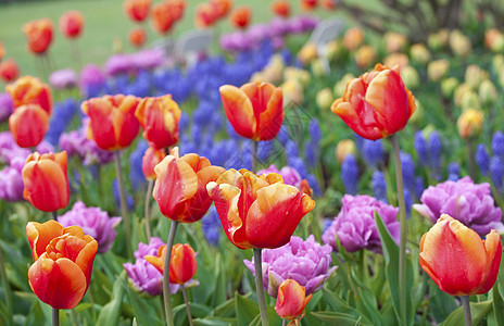 美丽多彩的郁金香田绿色郁金香花瓣花园植物学粉色植物群蓝色花朵季节图片
