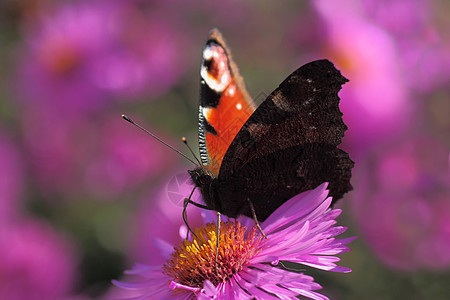 花上蝴蝶紫色动物孔雀翅膀菊花昆虫动物群植物群宏观蓝色图片