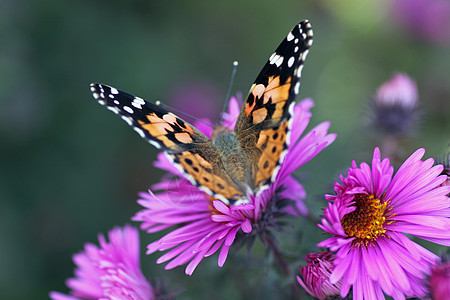 花上蝴蝶动物群菊花花园宏观环境女士黑色植物群昆虫紫色图片