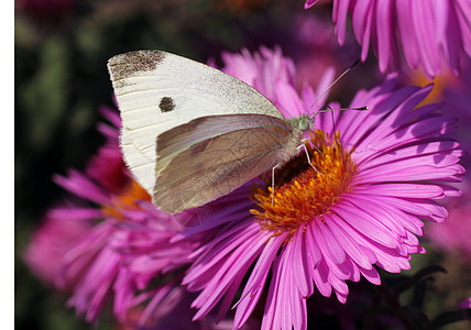 白蝴蝶黑色动物植物群动物群宏观白色翅膀菊花昆虫粉色图片