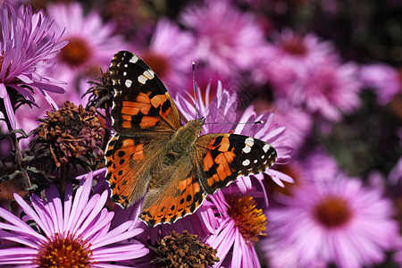 花上蝴蝶菊花昆虫花园植物群翅膀动物群动物宏观黑色环境图片