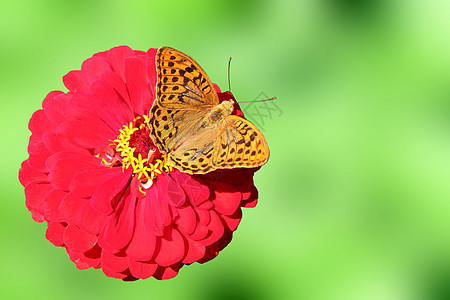 花上蝴蝶翅膀花园红色环境植物群紫色棕色动物群昆虫图片