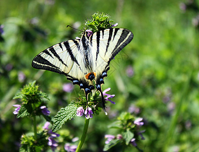蝴蝶丝尾燕尾季节植物群翅膀动物生活荒野昆虫绿色花园动物群图片