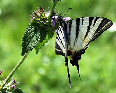 青草中的蝴蝶植物群动物绿色昆虫生活荒野季节花园动物群燕尾图片