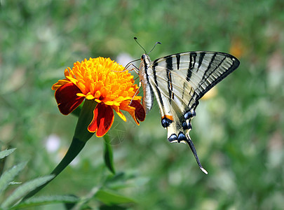 蝴蝶在马龙上植物群宏观动物昆虫花园动物群翅膀生活图片