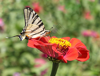 辛尼亚上的蝴蝶动物群翅膀花园宏观绿色生活红色动物昆虫图片