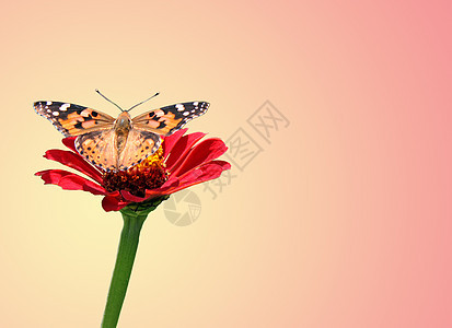花上蝴蝶昆虫黄色翅膀红色粉色动物群环境女士图片