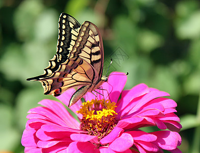 蝴蝶翅膀动物群红色粉色环境昆虫图片