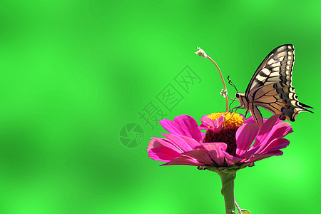 夏季背景绿色紫色昆虫蝴蝶翅膀粉色环境动物群图片