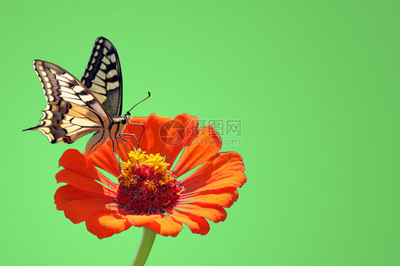 花上蝴蝶昆虫翅膀橙子动物群环境绿色图片