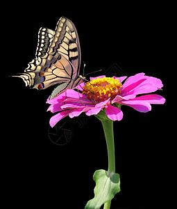 花上蝴蝶环境昆虫红色翅膀粉色动物群黑色图片