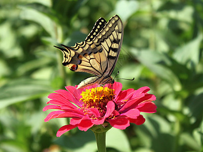 花上蝴蝶粉色花园红色植物群翅膀动物群昆虫环境图片