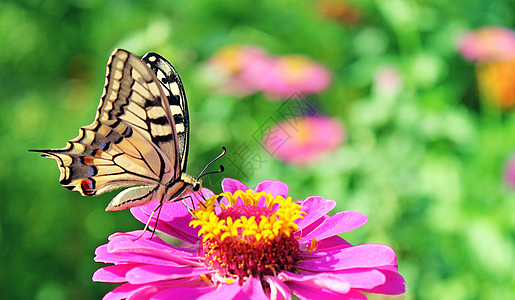 花上蝴蝶动物群环境昆虫红色粉色翅膀图片