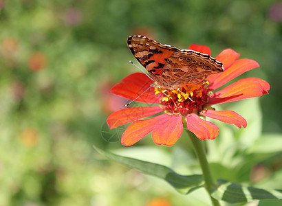 花上蝴蝶翅膀昆虫红色女士动物群环境植物群花园图片