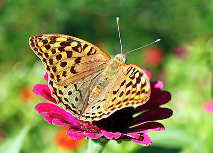 蝴蝶环境棕色红色动物群昆虫紫色翅膀植物群花园图片