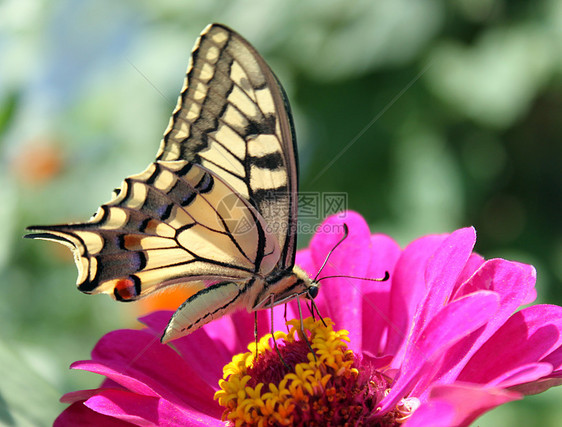 美丽的蝴蝶植物群昆虫紫色花园翅膀环境粉色红色动物群图片