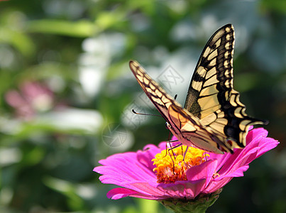 花上蝴蝶红色翅膀动物群粉色昆虫紫色环境花园植物群图片