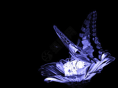 花上蝴蝶昆虫环境动物群蓝色黑色翅膀图片