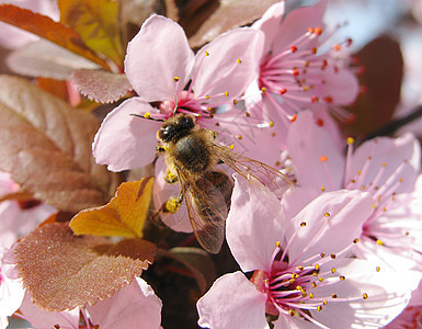 开阔的树粉色动物昆虫植物群花朵蓝色蜜蜂动物群花期香味图片