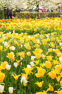 公园春天的黄白郁金香图片