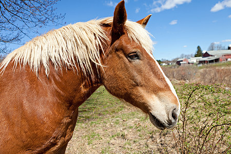 美丽的棕色马头发栅栏草地农场土地农业动物场景哺乳动物农田图片