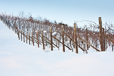 托斯卡纳 冬天的酒厂自然酒精时间国家农产品丘陵农村季节水果农业图片