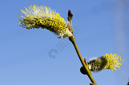 特写大型春季小猫 山羊柳地天空叶子阳光植物柳絮太阳枝条生长植物群花粉蓝色图片