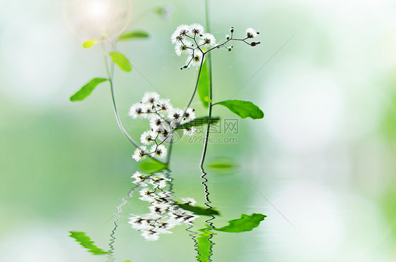 绿绿色的白花杂草蓝色生活植物天空花园季节白色公园荒野宏观图片