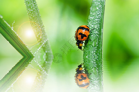 绿色自然中的中性眼睛棕色生物学甲虫丛林漏洞季节公园昆虫花园图片