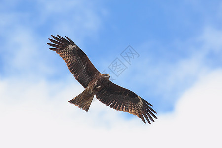 黑Kite天空风筝动物食肉羽毛翅膀蓝色野生动物荒野飞行图片