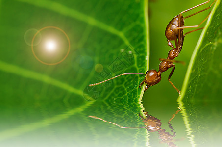 强大的红蚂蚁白色工人损害天线宏观昆虫腰部红色照片生物图片