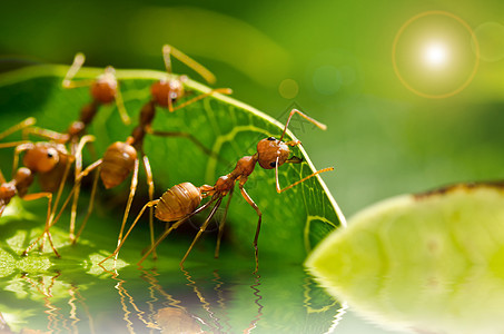 红蚂队工作白色水平绿色生物照片昆虫宏观探索旅行漏洞图片