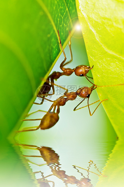 红蚁团队工作绿色探索漏洞蚂蚁天线生物水平橙子白色损害图片