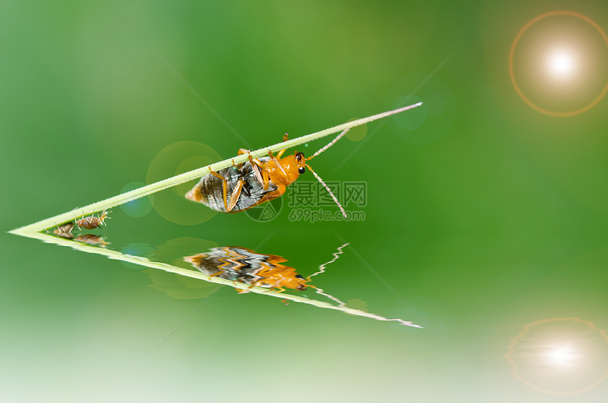 绿色性质的橙色甲虫花园生活野生动物生物学爬坡昆虫荒野季节眼睛棕色图片