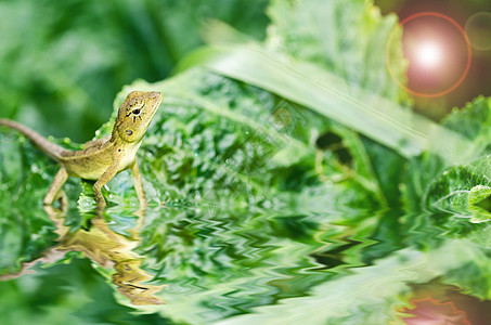 绿性蜥蜴热带动物学壁虎眼睛丛林皮肤鬣蜥叶子爬虫变色龙图片