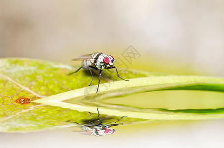 绿色的白苍蝇昆虫翅膀宏观漏洞食物白色红色害虫垃圾房子图片