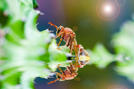 绿色自然或花园中的黄蜂和仙人掌宏条纹翅膀白色夹克宏观黄色金子蜜蜂黑色昆虫图片