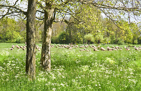 春天有羊群的乡村风景树木阳光农业家畜场地国家草地柳树哺乳动物羔羊图片