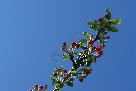 苹果花叶子园艺植物花瓣生长文化花园蓝色水果季节图片