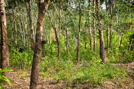 橡胶树种植园林业树液液体乳胶木头农场热带生产森林植物图片