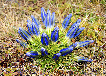 蓝色花朵花瓣植物群苔原花束植物场地木材草本植物图片
