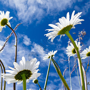近距离拍摄的白菊花 从下面多云绿色植物白色植物群野花园艺阳光低角度生长图片