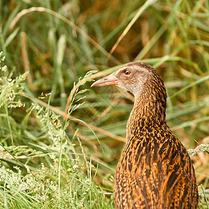 NZ地方鸟类 Weka衬套维卡好奇绿色母鸡棕色脊椎动物野生动物羽毛木鸡图片