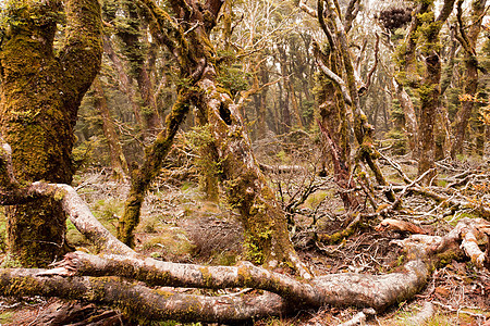 新西兰马尔布尔堡维尔京山雨林苔藓原始森林蕨类植物山林森林山毛榉气氛魔法雨林图片
