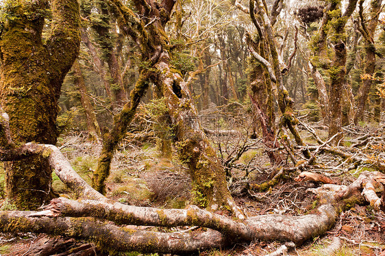 新西兰马尔布尔堡维尔京山雨林苔藓原始森林蕨类植物山林森林山毛榉气氛魔法雨林图片